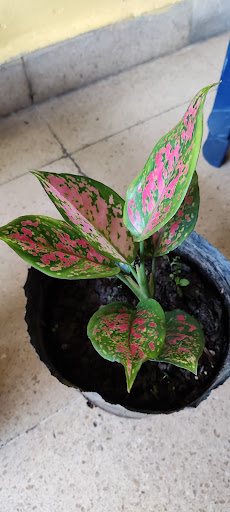 Plantas Andrea