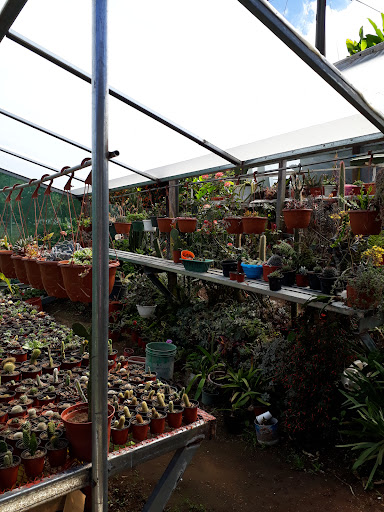 Cactus De Cerro Punta