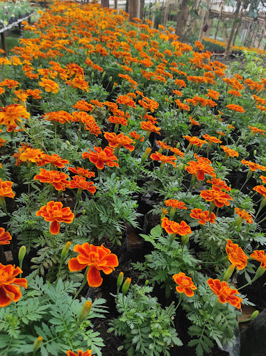 Vivero Itza Mary