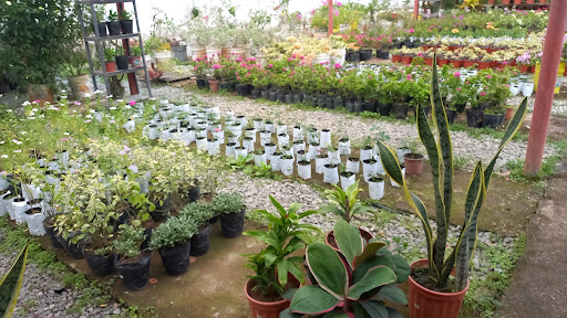 Vivero Miraflores