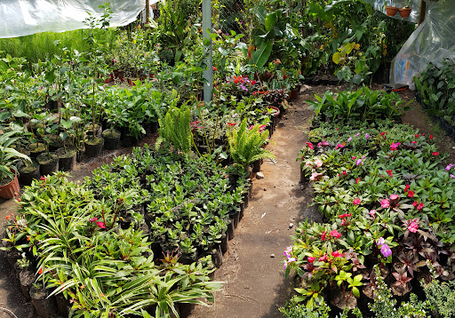 Vivero El Valle