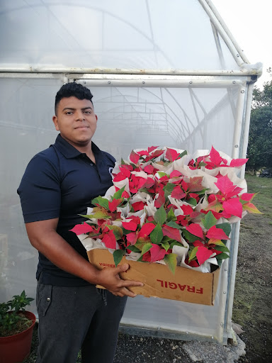 Vivero Volcán