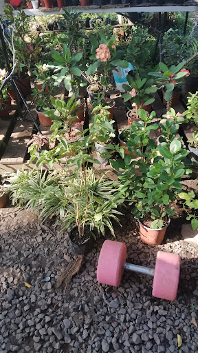 Vivero La Florecita