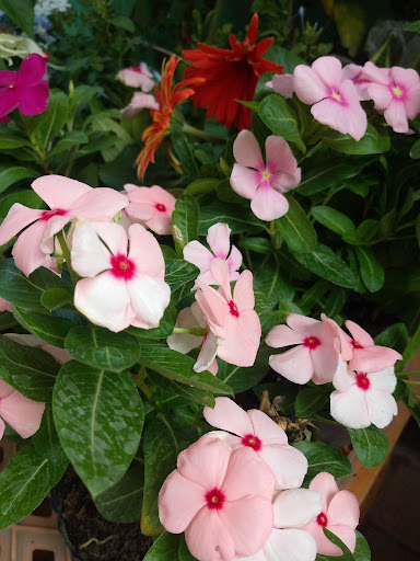 Vivero Plantas Bella Flor