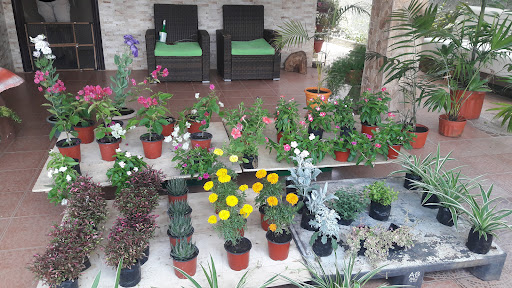 Plantas y Flores Colibrí