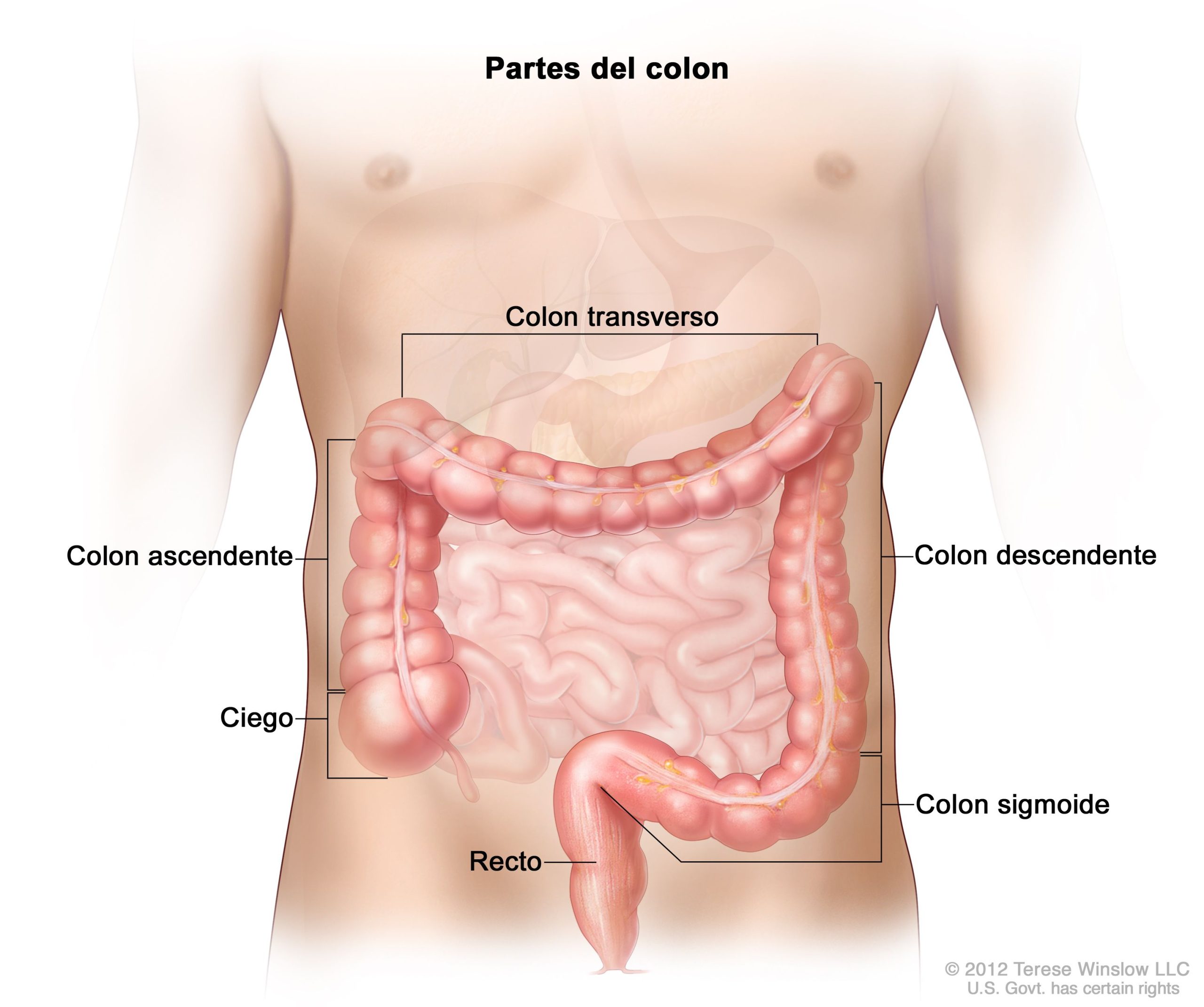 **Colón: Historia, Ubicación y Curiosidades del Gran Navegante y la Ciudad Panameña**